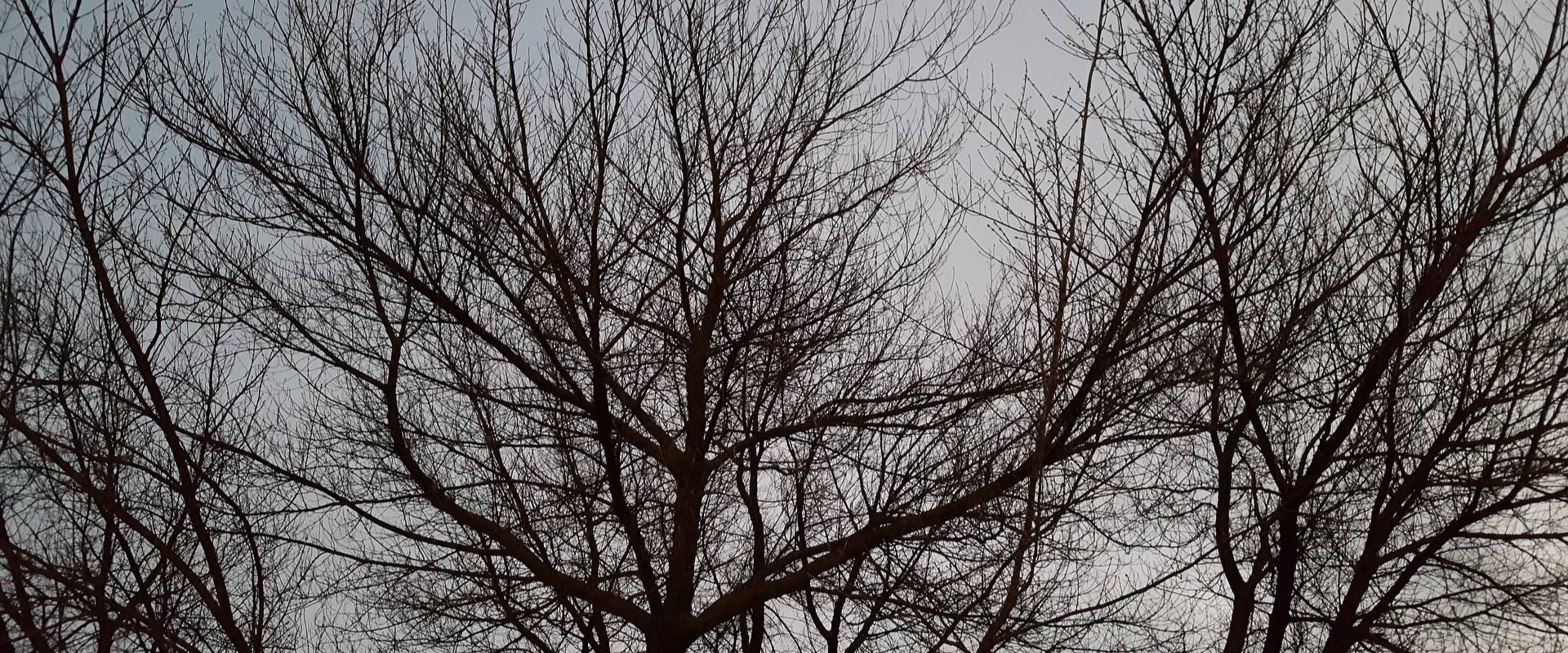 Three leafless trees with many tightly packed branches grow in front of a grey winter sky.