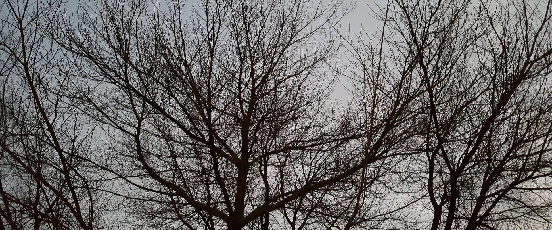 Advantages of Winter Tree Pruning in Northern New Jersey 2 Three leafless trees with many tightly packed branches grow in front of a grey winter sky.