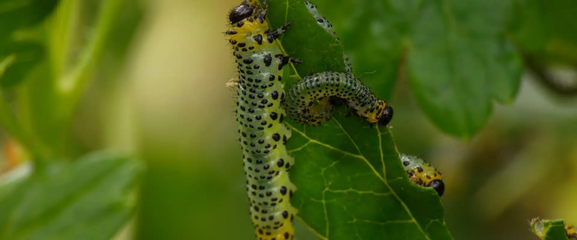Why DIY Diagnosis of Tree Problems Can be a Fatal Mistake 2 Tree pest