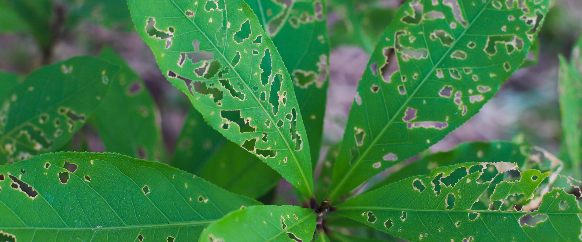 Tree leaves with disease.