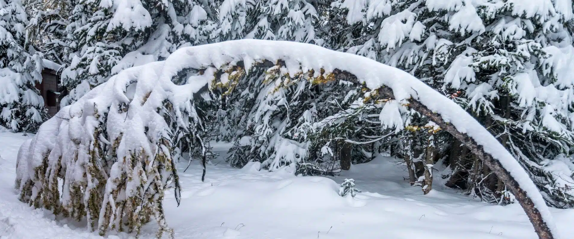 Why DIY Diagnosis of Tree Problems Can be a Fatal Mistake 3 Trees bending due to heavy snow.