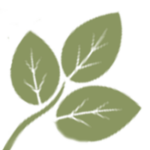 Aspen-light-green-leaves-corner-bottom-left-200
