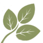 Aspen-light-green-leaves-corner-bottom-left-200
