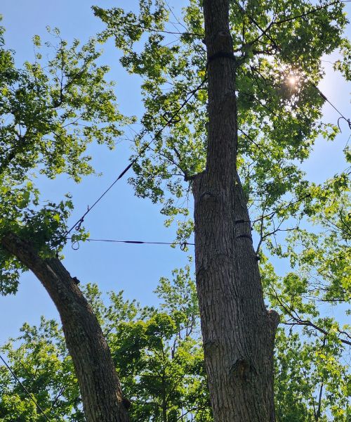 Cables installed in the canopy of a tree.