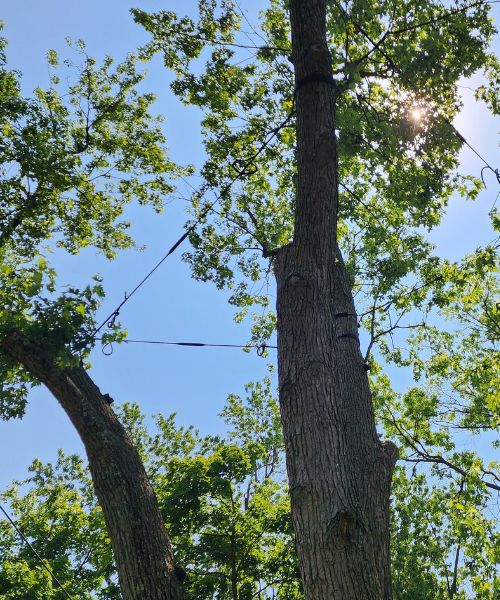 Aspen-website-arborist-section-cabling Cables installed in the canopy of a tree.