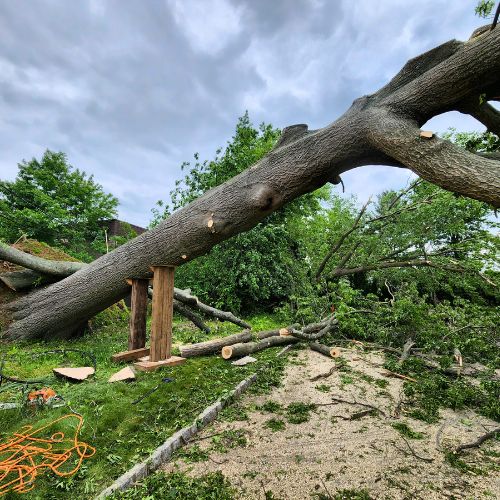 Aspen-website-emergency-section-fallen-tree