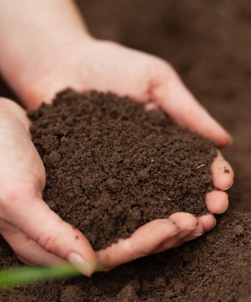 Two hands holding healthy soil.