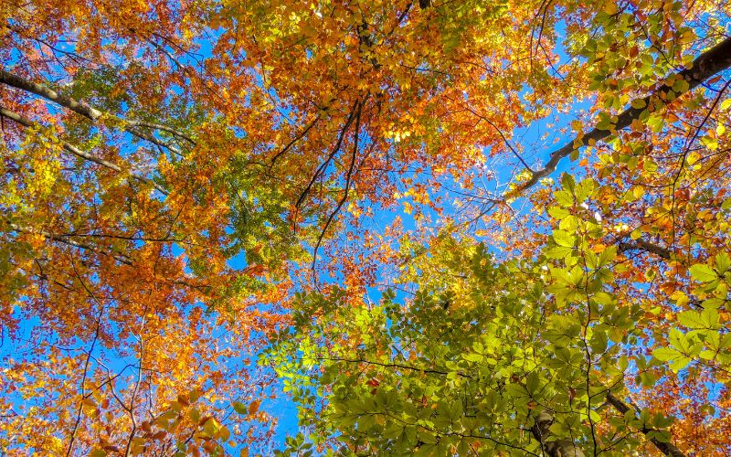 Aspen-website-home-page-section-image-american-beech