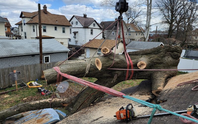 Aspen Tree removal in a residential area