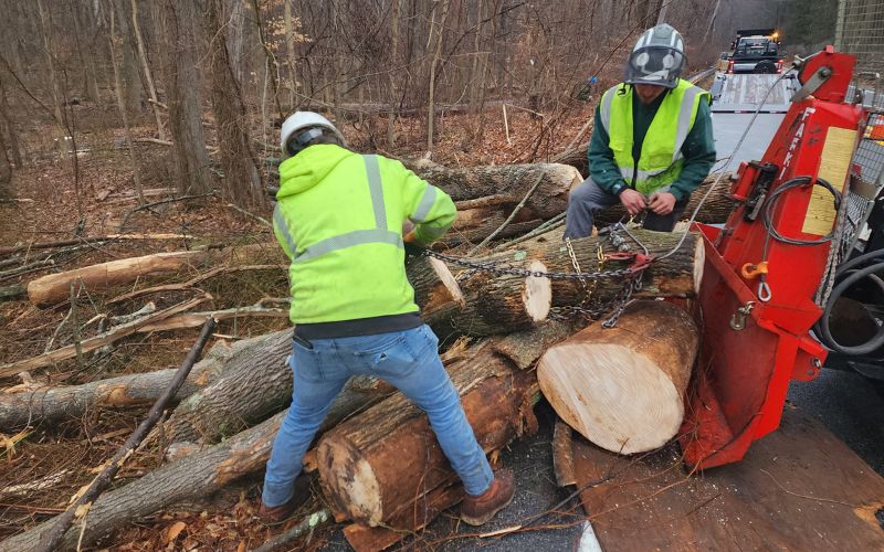 Aspen tree ground crew wrapping chains on some tree trunks to be moved.