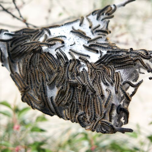 Eastern tent caterpillars covering the outside of a web tent suspended on small tree branches.