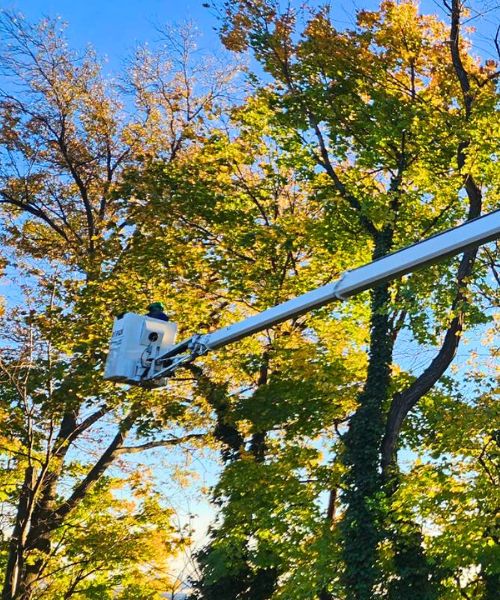 Aspen-website-pruning-section-arborist-in-bucket