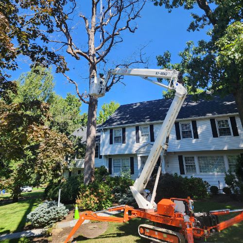 The Aspen Tree Service Inc. tree removal crew using a spider lift and crane to remove a dead tree from in front of a two-story house in Clifton, NJ.
