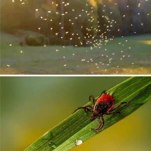 A swarm of mosquitoes and a tick on a blade of grass.