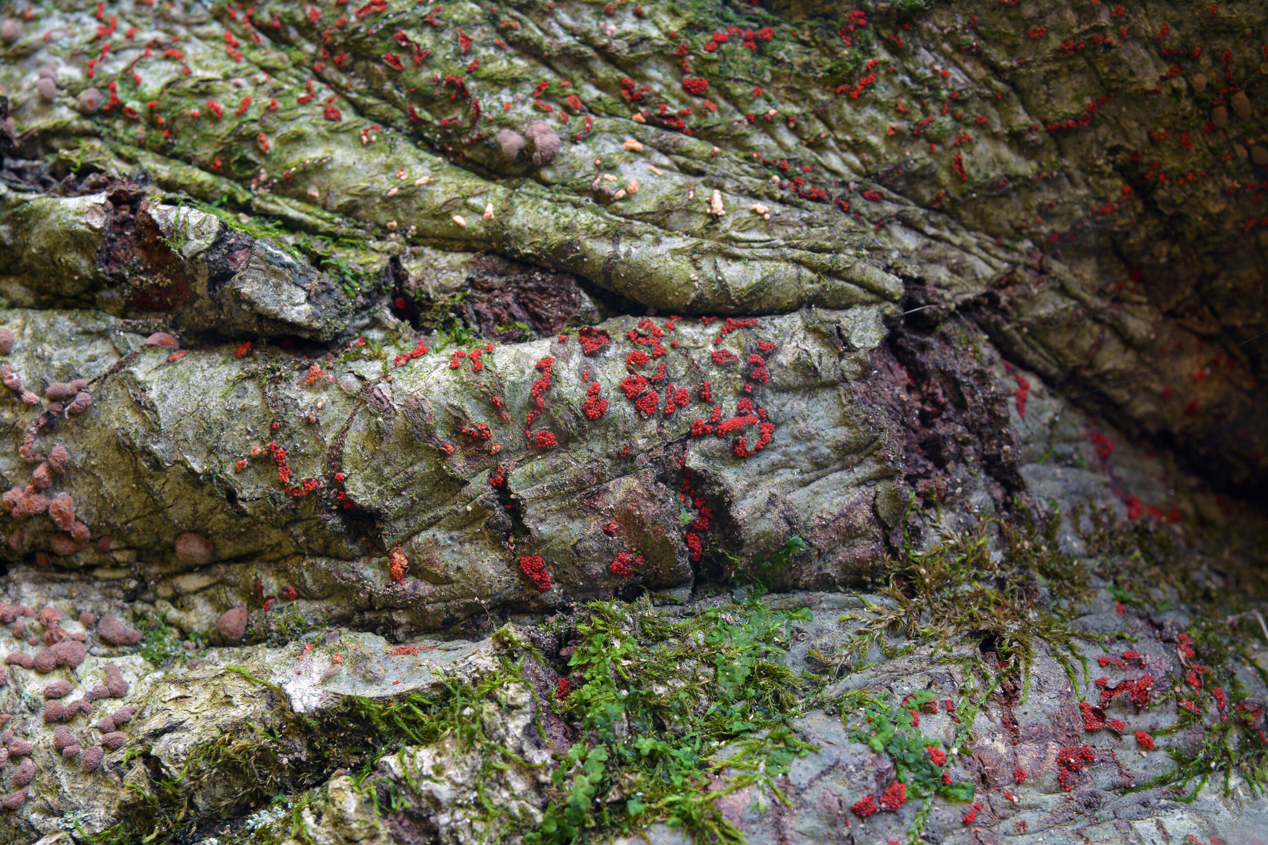 Beech,Bark,Disease,Nectria,Coccinea,Faginata,Fungus