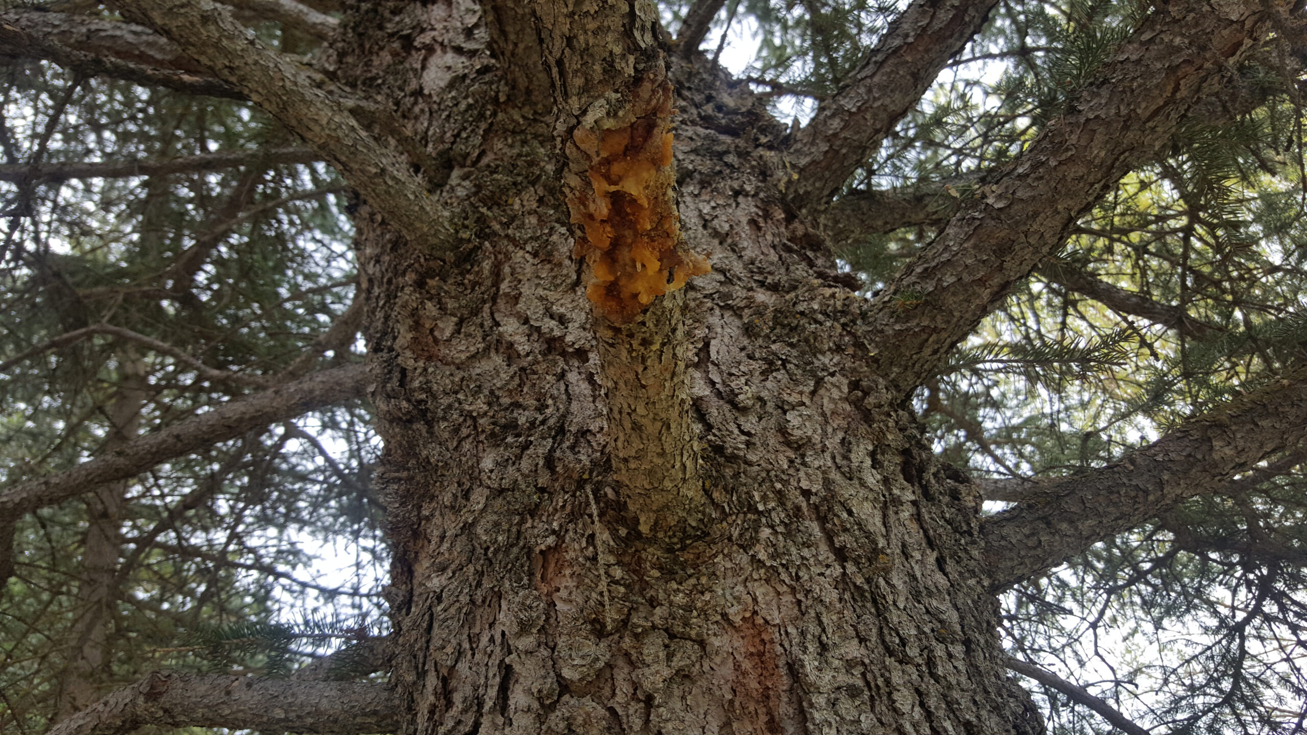 Dry,Cytospora,Canker,On,A,Spruce,Tree,Limb