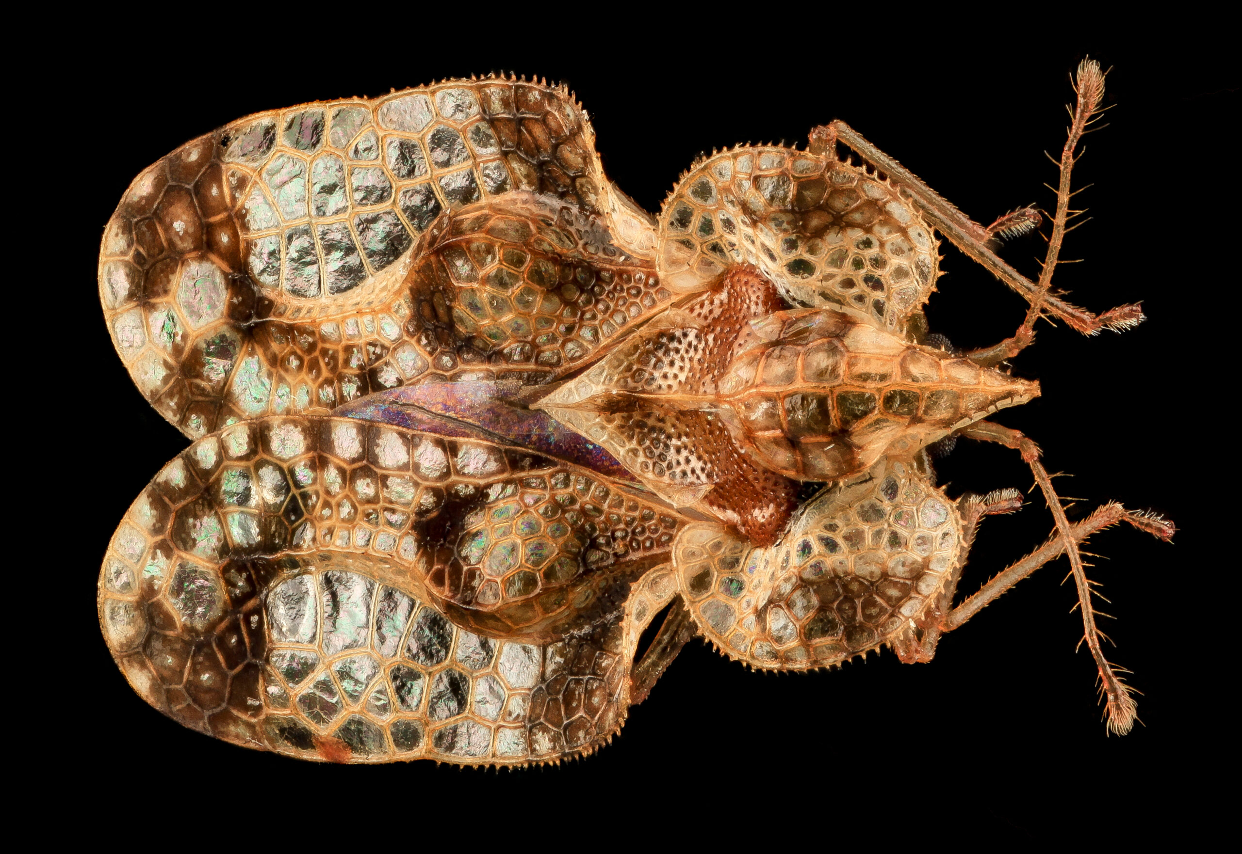 Beautiful,In,Detail,This,Lace,Bug,Of,Unknown,Species,Is