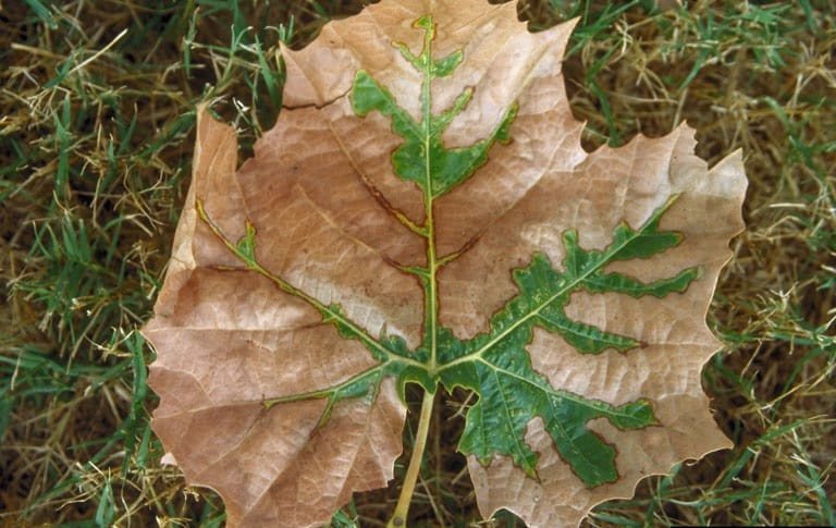 OPC pest disease bacterial leaf scorch