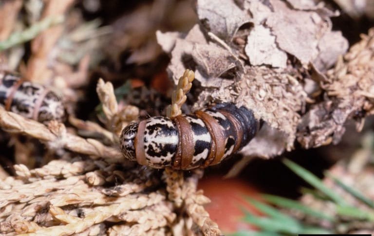 OPC pest disease bagworm