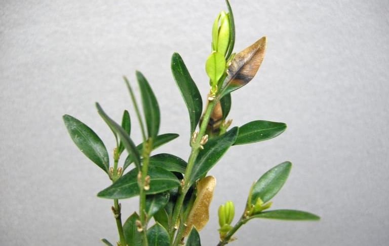 OPC pest disease boxwood blight