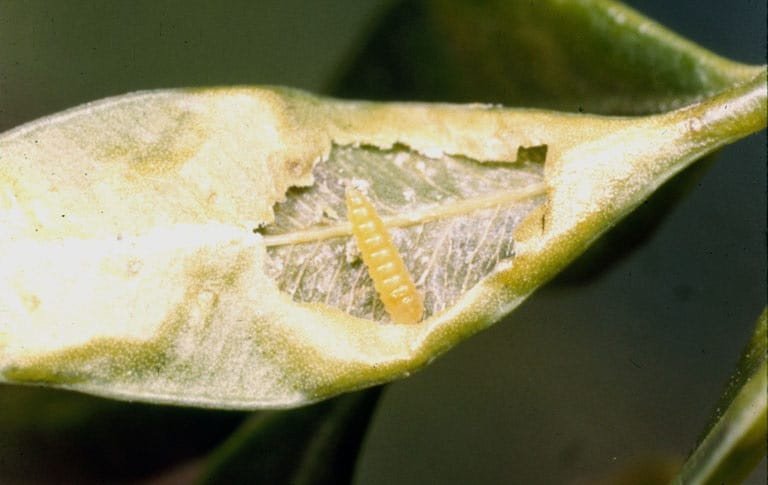 OPC pest disease boxwood leafminer