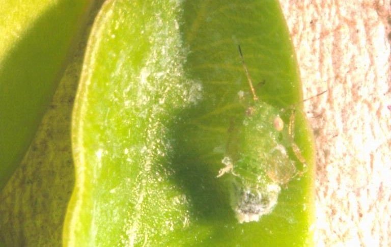 OPC pest disease boxwood psyllid 1