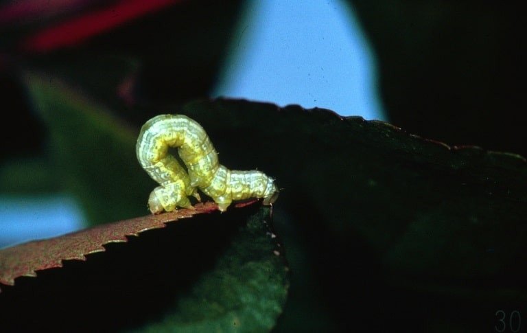 OPC pest disease cankerworm 1