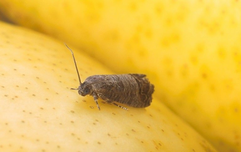 OPC pest disease codling moth 1