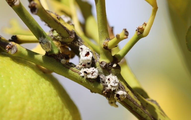 OPC pest disease cottony cushion scale 1