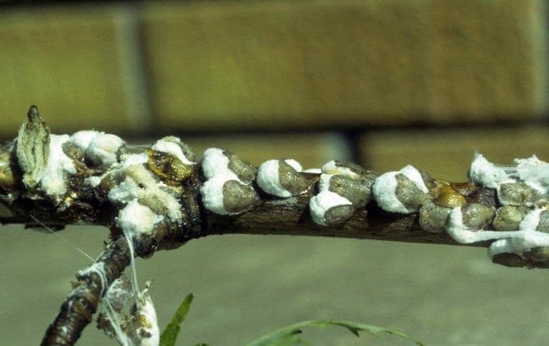 OPC pest disease cottony maple scale 1