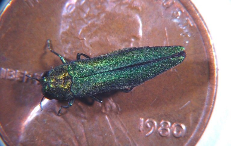 OPC pest disease eab