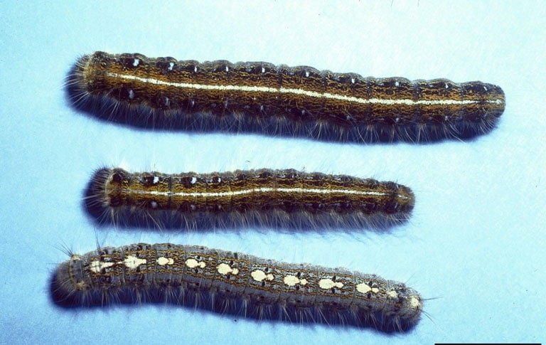 OPC pest disease eastern tent caterpillar