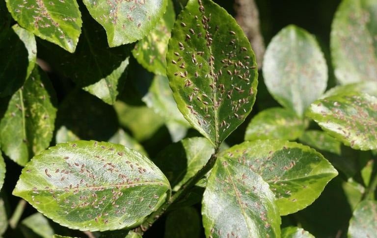 OPC pest disease euonymus scale 2