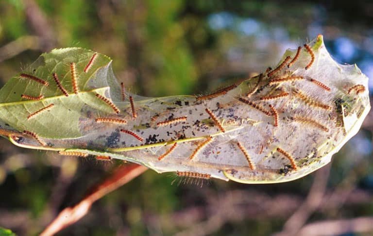 OPC pest disease fall webworm 1