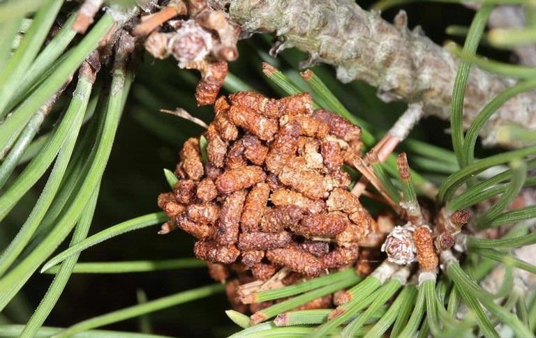 OPC pest disease false webworm 2