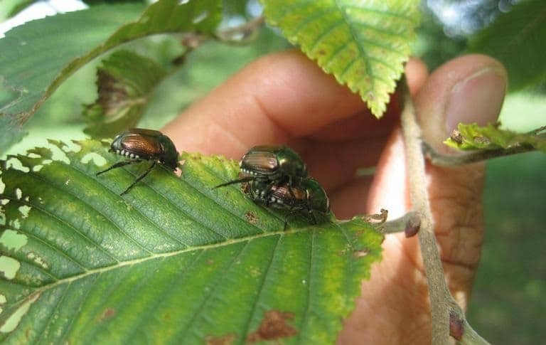 OPC pest disease japanese beetle