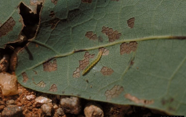 OPC pest disease oak leaf skeltontizer 2