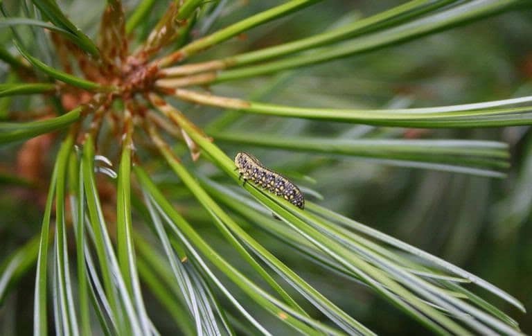 OPC pest disease pine sawfly 1