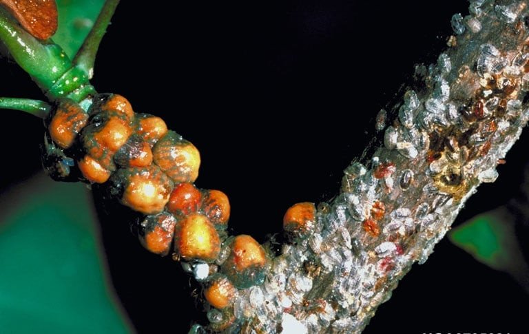 OPC pest disease scale insect