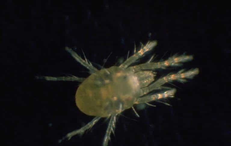 OPC pest disease spider mite