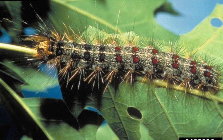 OPC pest disease spongy moth