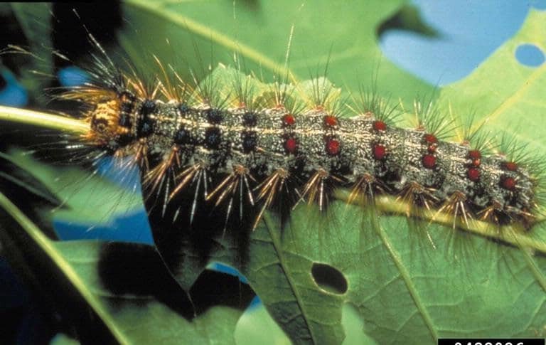 OPC pest disease spongy moth