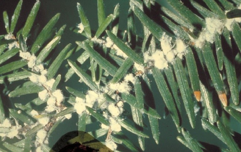 OPC pest disease woolly adelgid