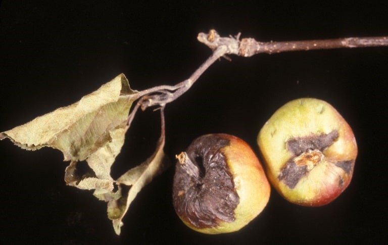 OPC pest diseasefire blight