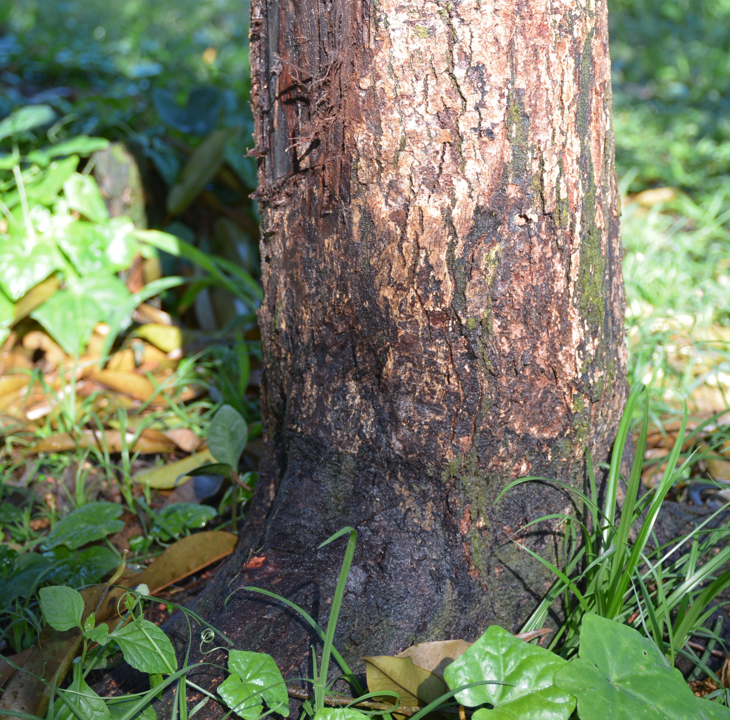 Root,Rot,And,Phytophthora,Foot,Rot,On,Durian,Tree
