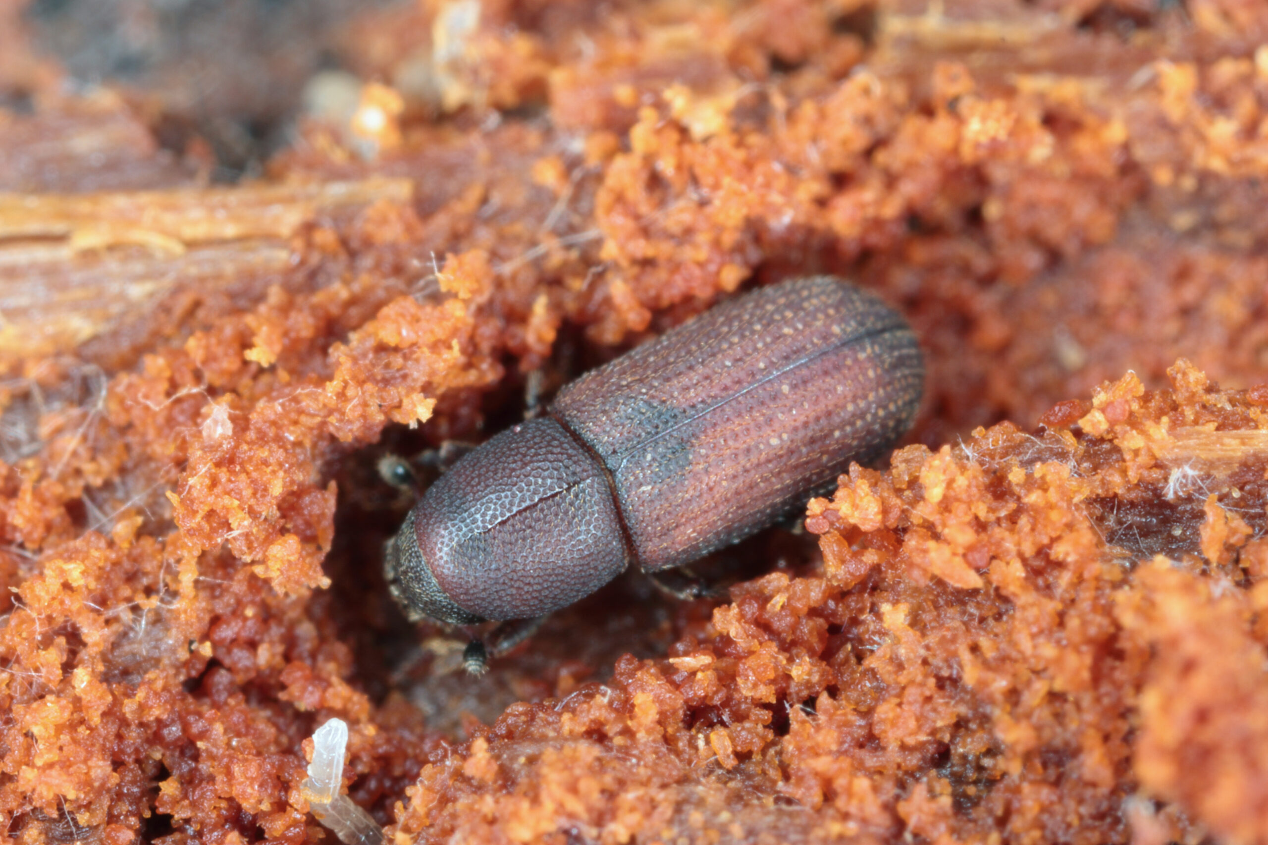 Hylastes,-,It,Is,A,Bark,Beetle,,A,Member,Of