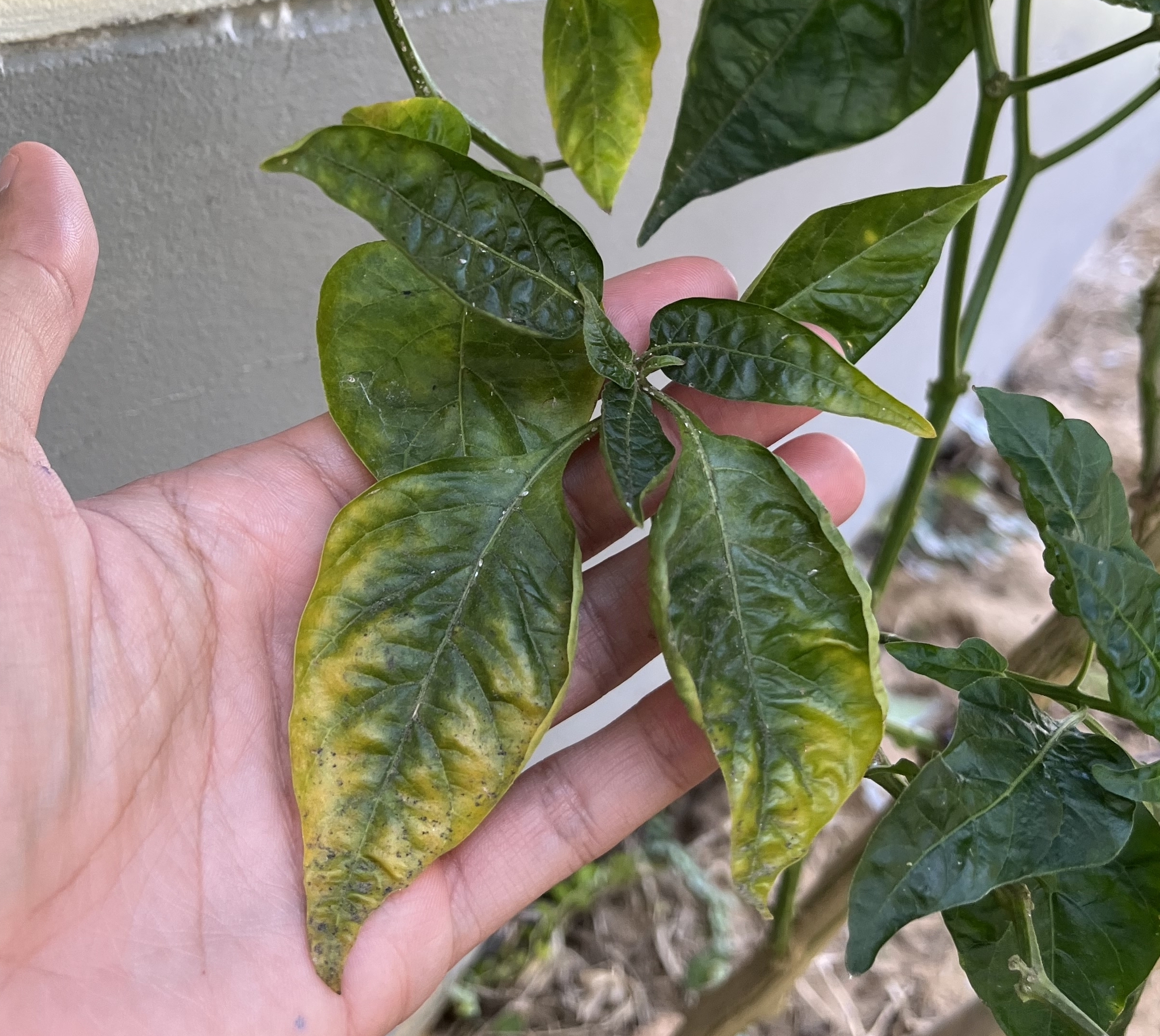 Verticillium,Wilt,Causes,Wilting,And,Yellowing,Of,Leaves,Due,To