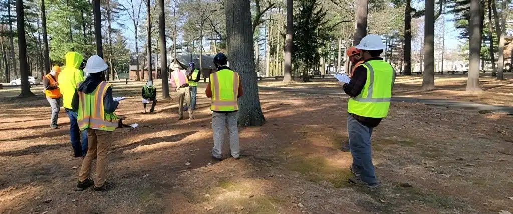 How Tree Cabling and Bracing Can Save a Splitting or Leaning Tree 2 A crew in hard hats and hi-vis vests inspecting trees and taking notes during a structural assessment.