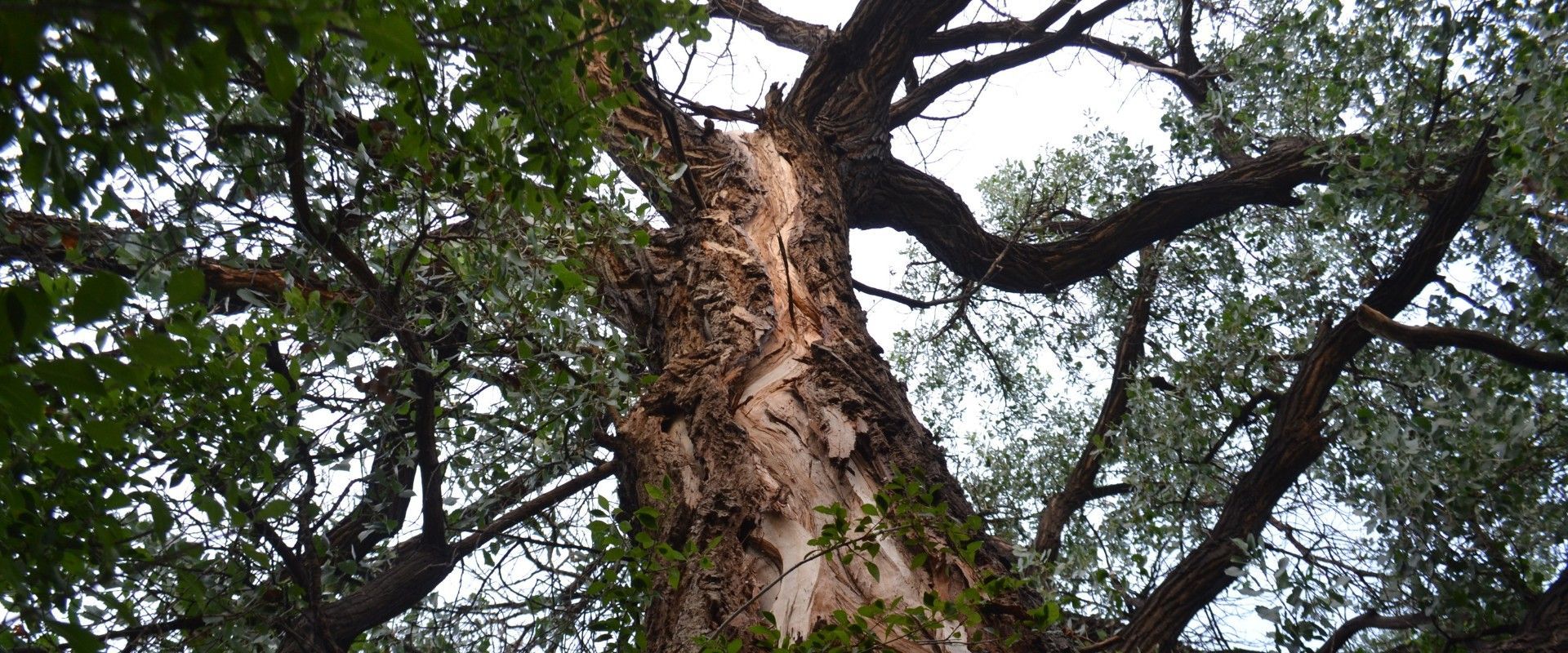 A long vertical split up the trunk of a mature tree, the kind of structural damage cabling and bracing can stabilize.