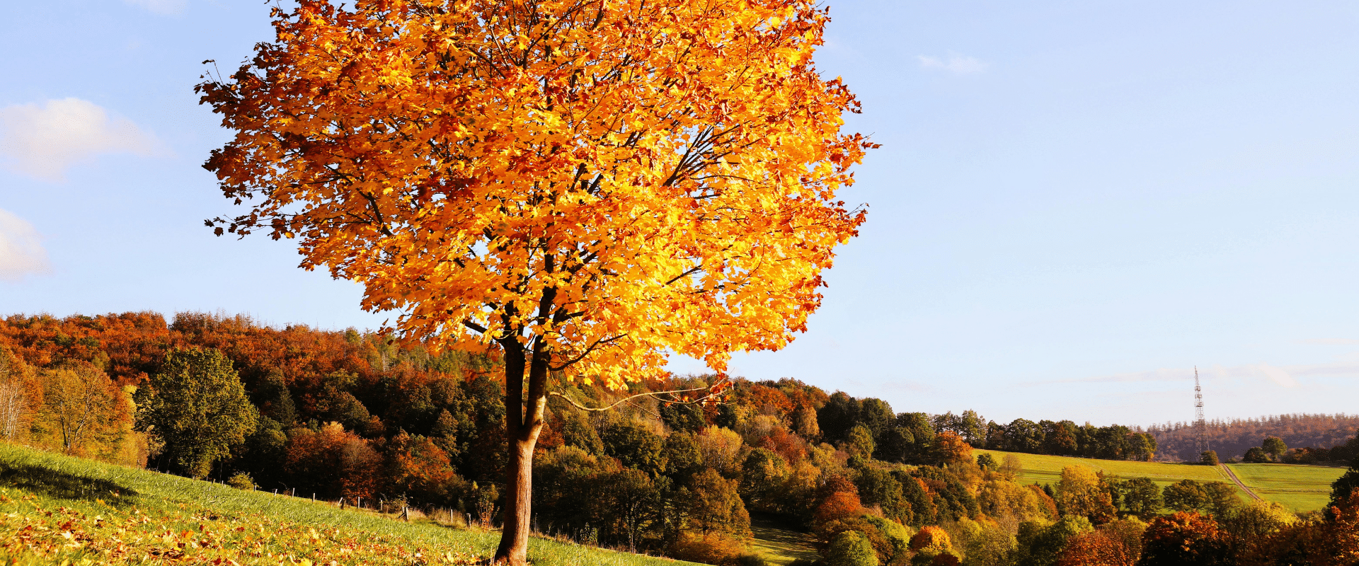 Arborist taking a soil sample with a probe near the base of a tree before a fall fertilization application.